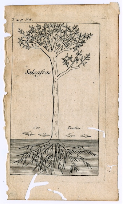 Image of a labeled Sassafras tree on the page from du Pratz's Histoire de la Louisiana